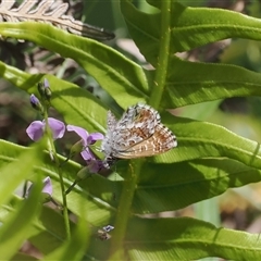 Neolucia agricola (Fringed Heath-blue) at Cotter River, ACT - 2 Dec 2024 by RAllen