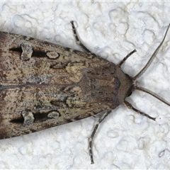 Agrotis infusa (Bogong Moth, Common Cutworm) at Ainslie, ACT - 15 Nov 2024 by jb2602