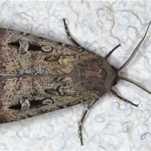 Agrotis infusa at Ainslie, ACT - 15 Nov 2024 10:08 PM