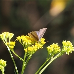 Erina hyacinthina (Varied Dusky-blue) at Uriarra Village, ACT - 2 Dec 2024 by RAllen