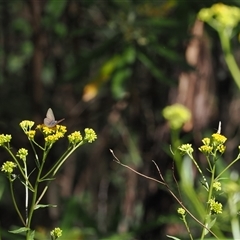 Erina hyacinthina at Uriarra Village, ACT - 2 Dec 2024 04:25 PM