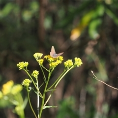 Erina hyacinthina at Uriarra Village, ACT - 2 Dec 2024