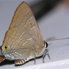 Deudorix diovis at Sheldon, QLD - 18 Jan 2008 by PJH123