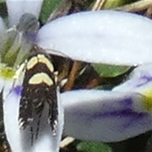 Glyphipterix chrysoplanetis at Borough, NSW - suppressed