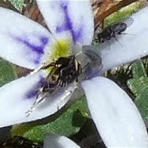 Glyphipterix chrysoplanetis at Borough, NSW - suppressed