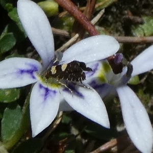 Glyphipterix chrysoplanetis at Borough, NSW - suppressed