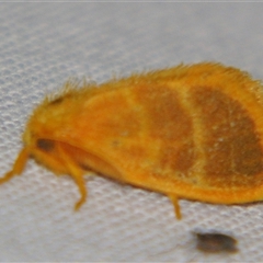 Euproctis lucifuga (A Tussock Moth (Lymantriinae)) at Sheldon, QLD - 18 Jan 2008 by PJH123