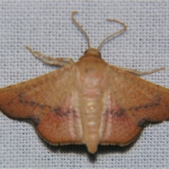 Aglaopus pyrrhata (Leaf Moth) at Sheldon, QLD - 18 Jan 2008 by PJH123