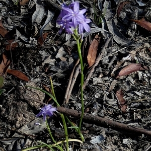 Caesia calliantha (Blue Grass-lily) at Borough, NSW by Paul4K