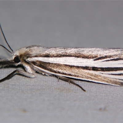 Unidentified Pyralid or Snout Moth (Pyralidae & Crambidae) at Sheldon, QLD - 18 Jan 2008 by PJH123