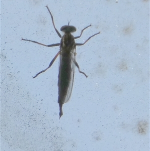 Cerdistus sp. (genus) at Borough, NSW - 2 Dec 2024