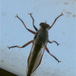 Neoaratus hercules at Borough, NSW - 2 Dec 2024