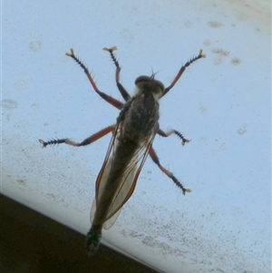 Neoaratus hercules at Borough, NSW - 2 Dec 2024