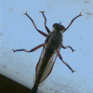 Neoaratus hercules at Borough, NSW - 2 Dec 2024