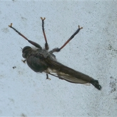 Neoaratus hercules at Borough, NSW - 2 Dec 2024