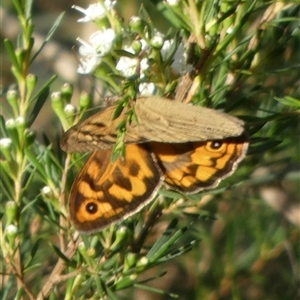 Heteronympha merope (Common Brown Butterfly) at Borough, NSW by Paul4K