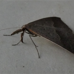 Epidesmia hypenaria at Borough, NSW - 3 Dec 2024