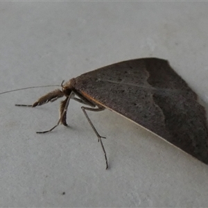 Epidesmia hypenaria at Borough, NSW - 3 Dec 2024