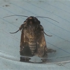 Thoracolopha (genus) (A Noctuid moth) at Borough, NSW - 3 Dec 2024 by Paul4K