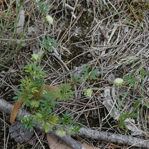 Actinotus gibbonsii at suppressed - 3 Dec 2024