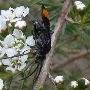 Calopompilus sp. (genus) (Spider wasp) at Borough, NSW by Paul4K