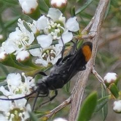 Calopompilus sp. (genus) at Borough, NSW - suppressed