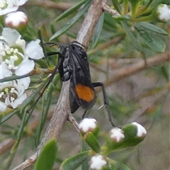 Calopompilus sp. (genus) at Borough, NSW - suppressed