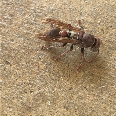 Ropalidia sp. (genus) at Kungala, NSW - 3 Dec 2024 by donnanchris