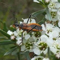 Gminatus australis (Orange assassin bug) at Borough, NSW - 2 Dec 2024 by Paul4K