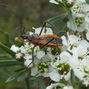 Gminatus australis at Borough, NSW - 3 Dec 2024