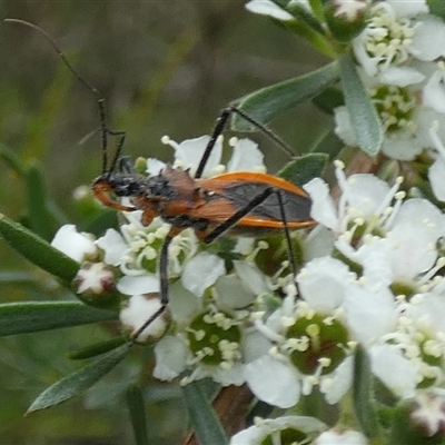 Gminatus australis (Orange assassin bug) at Borough, NSW - 3 Dec 2024 by Paul4K