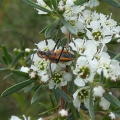 Gminatus australis at Borough, NSW - 3 Dec 2024