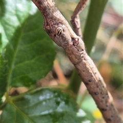 Ctenomorpha marginipennis at Hawker, ACT - 1 Dec 2024 by Philip