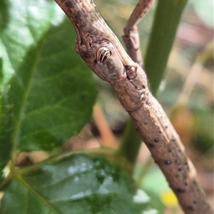 Ctenomorpha marginipennis at Hawker, ACT by Philip