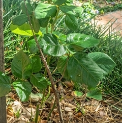 Acrophylla titan at Hawker, ACT - suppressed