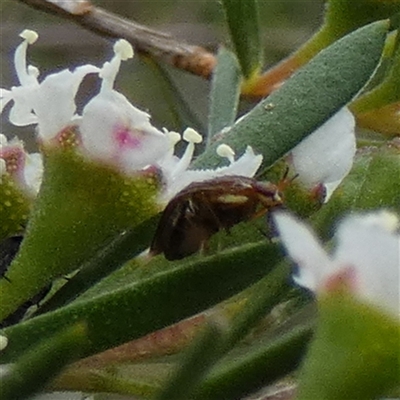 Unidentified Beetle (Coleoptera) at Borough, NSW - 2 Dec 2024 by Paul4K