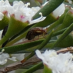 Steganopsis melanogaster at Borough, NSW - suppressed