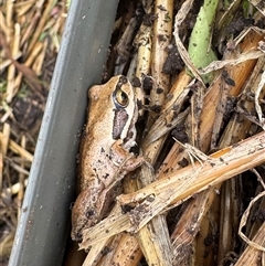 Litoria verreauxii verreauxii (Whistling Tree-frog) at Hackett, ACT - 5 Dec 2024 by Louisab