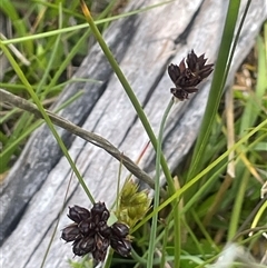 Juncus falcatus (Sickle-leaf Rush) at Rendezvous Creek, ACT - 4 Dec 2024 by JaneR