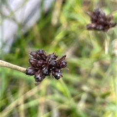 Juncus falcatus at Rendezvous Creek, ACT - 4 Dec 2024