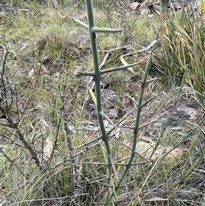 Discaria pubescens at Rendezvous Creek, ACT - 4 Dec 2024