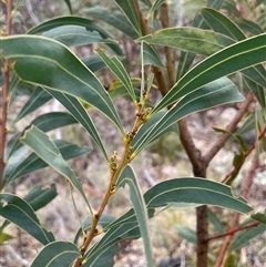 Acacia rubida (Red-stemmed Wattle, Red-leaved Wattle) at Rendezvous Creek, ACT - 4 Dec 2024 by JaneR