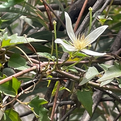 Clematis aristata (Mountain Clematis) at Rendezvous Creek, ACT - 4 Dec 2024 by JaneR