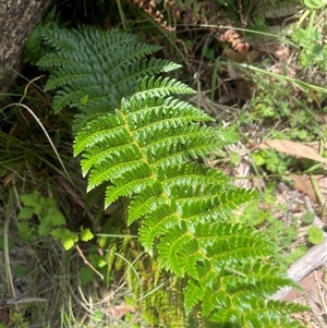 Polystichum proliferum at Rendezvous Creek, ACT - 4 Dec 2024 12:23 PM