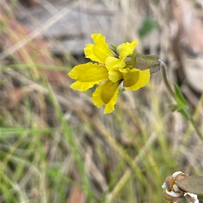 Goodenia paradoxa (Spur Goodenia) at Rendezvous Creek, ACT - 4 Dec 2024 by JaneR