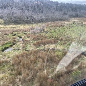 Gallinago hardwickii (Latham's Snipe) at Cotter River, ACT by nathkay