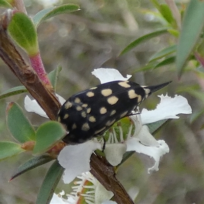 Mordella dumbrelli (Dumbrell's Pintail Beetle) at Borough, NSW - 3 Dec 2024 by Paul4K