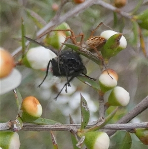 Oxyopes sp. (genus) at Borough, NSW by Paul4K