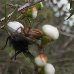 Oxyopes sp. (genus) at Borough, NSW - suppressed