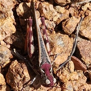 Austroicetes sp. (genus) (A grasshopper) at Gundaroo, NSW by Gunyijan